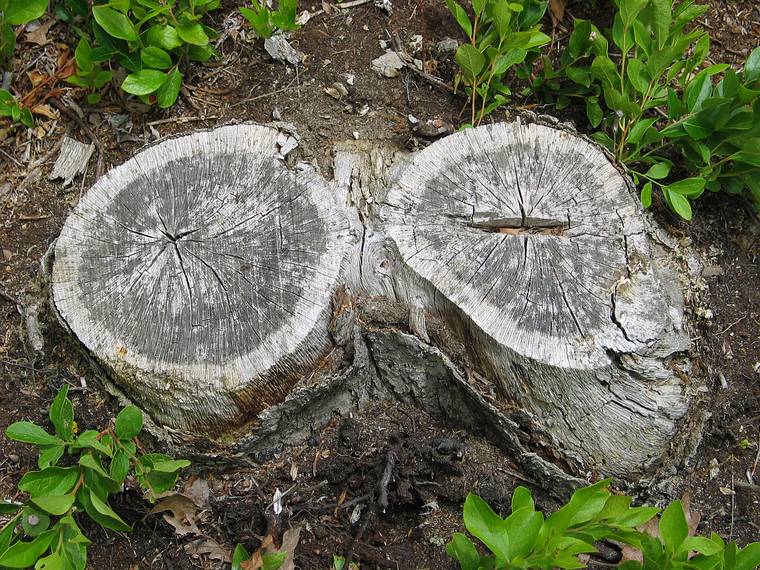 June 24, 2005 - Chappaquiddick Island, Marthas Vinyard, Massachusetts.<br />On Holly's grandmother's property.<br />The stump that Joyce traced.
