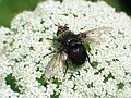 July 23, 2005 - Stone Quary Hill Sculpture Park, Cazenovia, New York.<br />A bee fly atop Queen Anne's Lace.