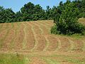 July 23, 2005 - Stone Quary Hill Sculpture Park, Cazenovia, New York.<br />On a nature walk.