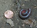 July 25, 2005 - Haystack Mountain State Park, Connecticut.<br />Millipede in defensive mode.