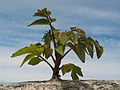 July 28, 2005 - Sandy Point State Reservation, Plum Island, Massachusetts.<br />Tree-of-Heaven (Ailanthus)