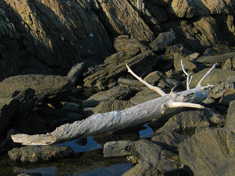 August 7, 2005 - Hermit Island, Small Point, Maine.<br />Driftwood at Joe's Head.