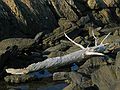 August 7, 2005 - Hermit Island, Small Point, Maine.<br />Driftwood at Joe's Head.