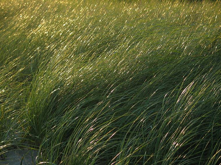 August 7, 2005 - Hermit Island, Small Point, Maine.<br />Spartina patens grass at the edge of Head Beach.
