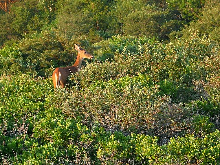 August 7, 2005 - Hermit Island, Small Point, Maine.<br />A white tailed deer at edge of Sand Dune Beach.
