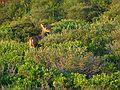 August 7, 2005 - Hermit Island, Small Point, Maine.<br />A white tailed deer at edge of Sand Dune Beach.