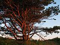 August 7, 2005 - Hermit Island, Small Point, Maine.<br />Pine tree at sunset.