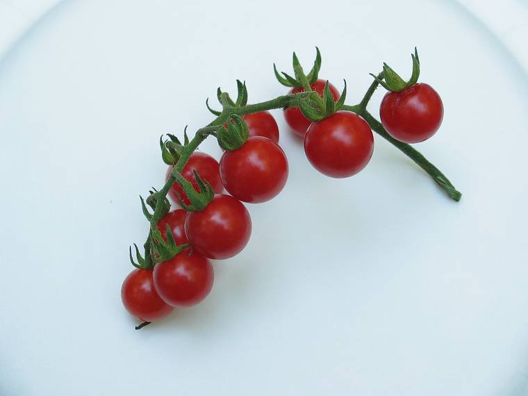 August 8, 2005 - Hermit Island, Small Point, Maine.<br />Paul's tomatoes.