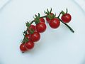 August 8, 2005 - Hermit Island, Small Point, Maine.<br />Paul's tomatoes.