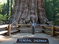 August 13, 2005 - Sequoia National Park, California.<br />Joyce at the foot of General Sherman, the largest tree in the world by volume.