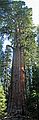 August 13, 2005 - Sequoia National Park, California.<br />The whole of General Sherman by stitching together three photographs.<br />Joyce barely discernible at base.