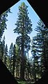 August 13, 2005 - Sequoia National Park, California.<br />Along Congress Trail.<br />On occasion I was able to capture a whole Sequoia on the diagonal.