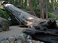 August 13, 2005 - Sequoia National Park, California.<br />Along Congress Trail.<br />Joyce about to walk under the fallen Sequoia.