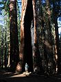 August 13, 2005 - Sequoia National Park, California.<br />Along Congress Trail.<br />Egils.