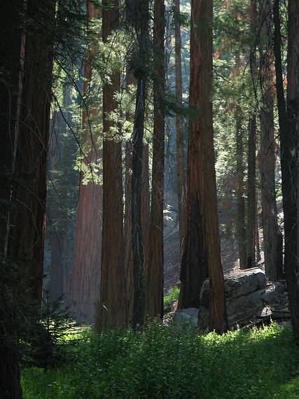 August 13, 2005 - Sequoia National Park, California.<br />Along Congress Trail.
