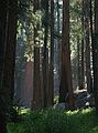 August 13, 2005 - Sequoia National Park, California.<br />Along Congress Trail.
