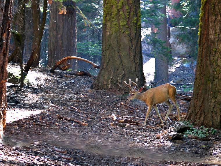 August 13, 2005 - Sequoia National Park, California.<br />Along Congress Trail.<br />A mule deer.