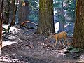 August 13, 2005 - Sequoia National Park, California.<br />Along Congress Trail.<br />A mule deer.