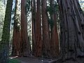August 13, 2005 - Sequoia National Park, California.<br />Along Congress Trail.<br />A group of Sequoias known as "The Senate".