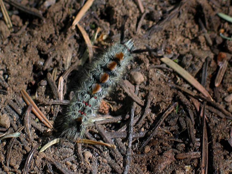 August 13, 2005 - Sequoia National Park, California.<br />Along Congress Trail.<br />Browntail moth, which can give you a rash similar to poison ivy.
