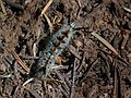 August 13, 2005 - Sequoia National Park, California.<br />Along Congress Trail.<br />Browntail moth, which can give you a rash similar to poison ivy.