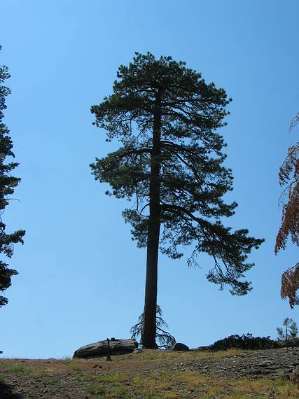 August 13, 2005 - Sequoia National Park, California.<br />Along trail from Dorst Campground to Muir Grove.