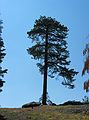 August 13, 2005 - Sequoia National Park, California.<br />Along trail from Dorst Campground to Muir Grove.