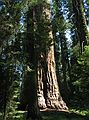 August 13, 2005 - Sequoia National Park, California.<br />Muir Grove.