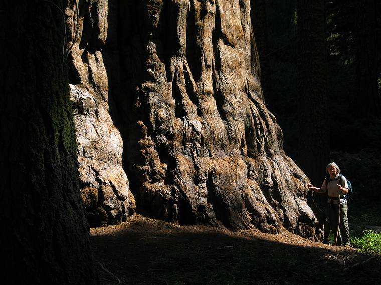 August 13, 2005 - Sequoia National Park, California.<br />Muir Grove.<br />Joyce at the base of a Sequoia.