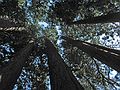 August 13, 2005 - Sequoia National Park, California.<br />Muir Grove.