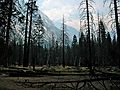 August 14, 2005 - Kings Canyon National Park, California.<br />At start of Paradise Valley Trail.