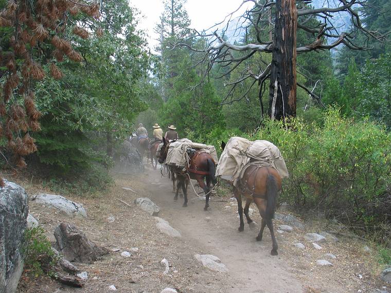 August 14, 2005 - Kings Canyon National Park, California.<br />The tail end of a long mule train on Bubbs Creek Trail.