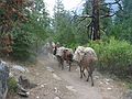 August 14, 2005 - Kings Canyon National Park, California.<br />The tail end of a long mule train on Bubbs Creek Trail.
