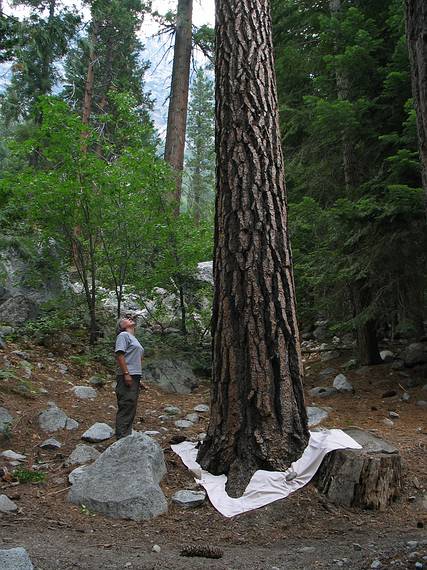 August 14, 2005 - Kings Canyon National Park, California.<br />Joyce copying a tree footprint along Bubbs Creek Trail below junction with Sphinx Creek Trail.