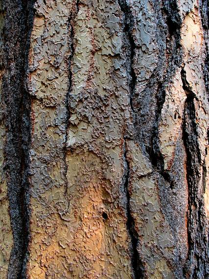 August 14, 2005 - Kings Canyon National Park, California.<br />Bark of either Lodgepole pine or Ponderosa pine along Paradise Valley Trail.