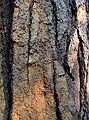 August 14, 2005 - Kings Canyon National Park, California.<br />Bark of either Lodgepole pine or Ponderosa pine along Paradise Valley Trail.