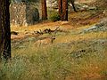 August 14, 2005 - Kings Canyon National Park, California.<br />A mule deer chewing the cud along Paradise Valley Trail.