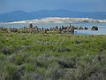 August 16, 2005 - Mono Lake, California.