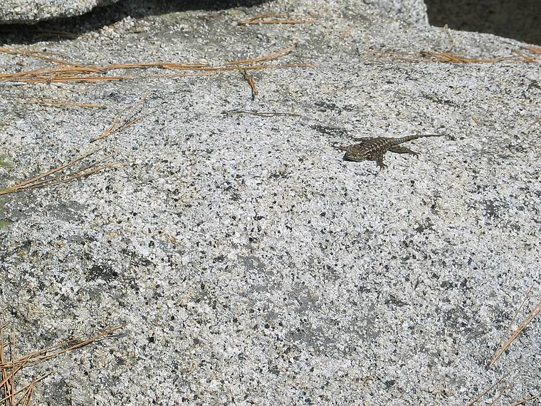 August 17, 2005 - Yosemite National Park, California.<br />Nine mile hike from CA-120 at Porcupine Creek to North Dome and back.<br />Lizard basking on North Dome.