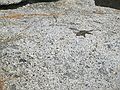 August 17, 2005 - Yosemite National Park, California.<br />Nine mile hike from CA-120 at Porcupine Creek to North Dome and back.<br />Lizard basking on North Dome.