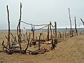 Sept. 17, 2005 - Parker River National Wildlife Refuge, Plum Island, Massachusetts.