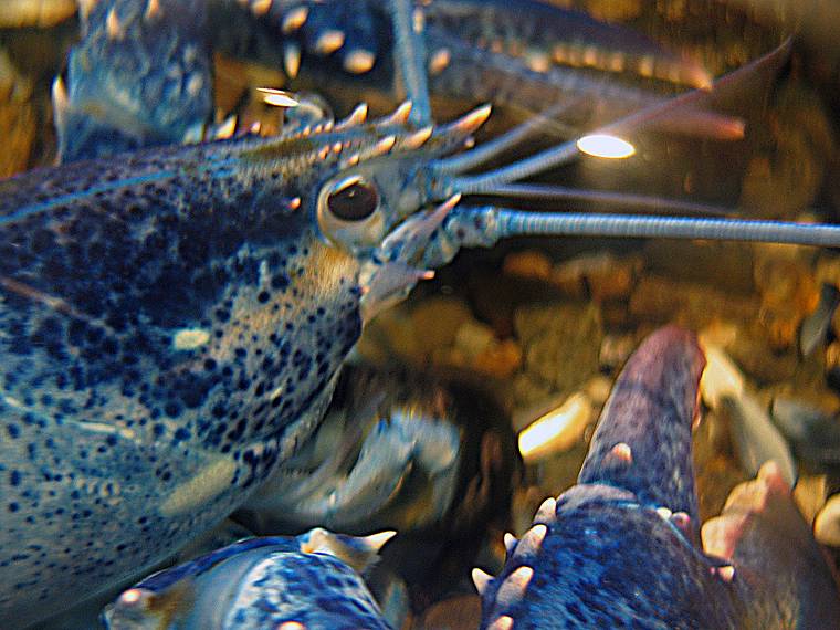 October 2, 2005 - Odiorne State Park, Rye, New Hampshire.<br />A big blue lobster that was hard to photograph though the thick, curved plexiglass.