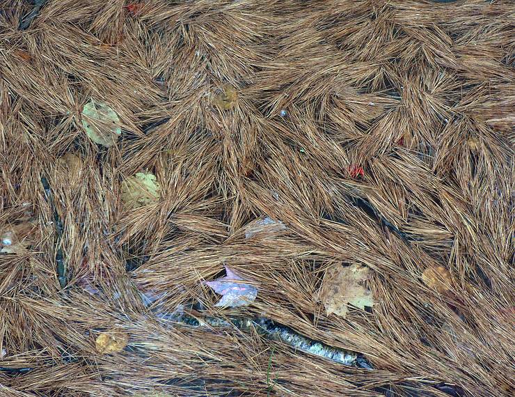 October 15, 2005 - Byron, Maine.<br />Pine needles in puddle at Coos Canyon rest area.