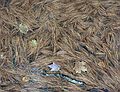 October 15, 2005 - Byron, Maine.<br />Pine needles in puddle at Coos Canyon rest area.