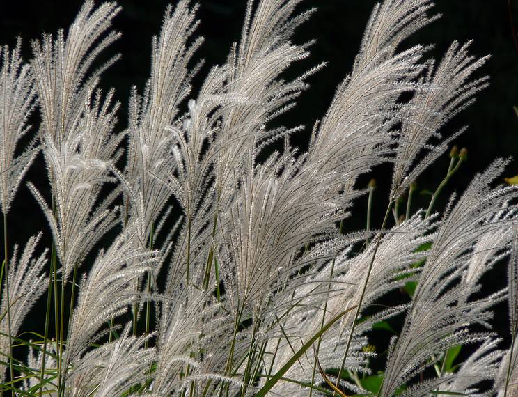 October 20, 2005 - Maudslay State Park, Newburyport, Massachusetts.