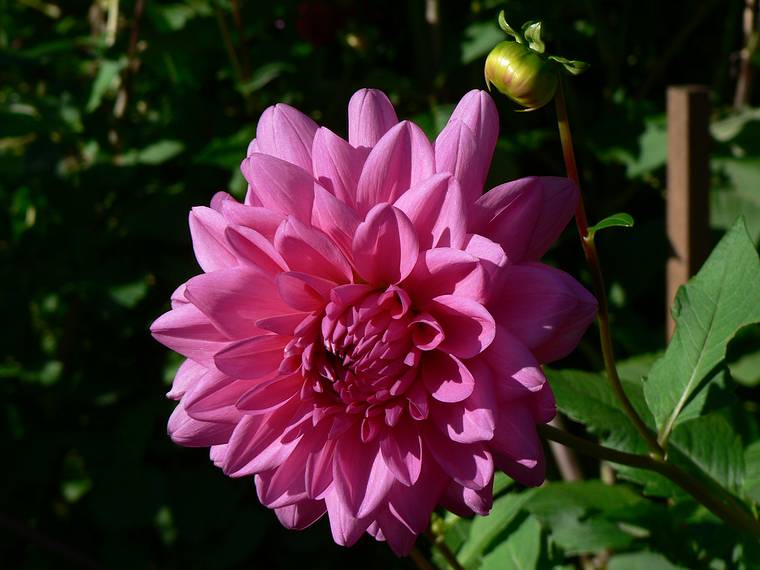 October 20, 2005 - Maudslay State Park, Newburyport, Massachusetts.<br />Dahlia.