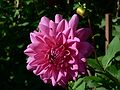 October 20, 2005 - Maudslay State Park, Newburyport, Massachusetts.<br />Dahlia.