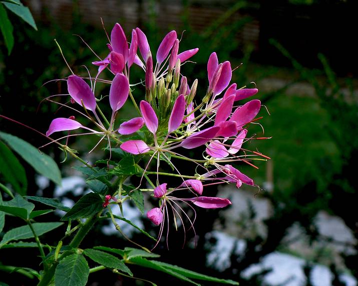 October 20, 2005 - Maudslay State Park, Newburyport, Massachusetts.<br />Beebalm.