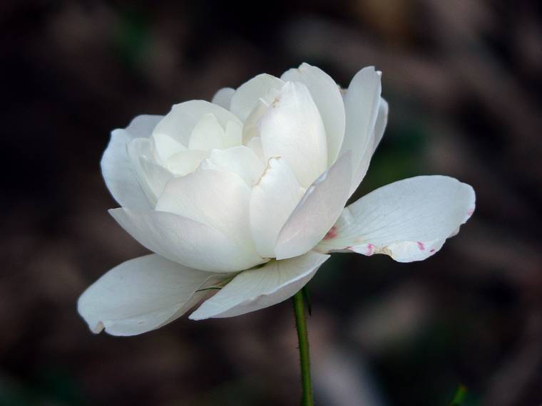 October 20, 2005 - Maudslay State Park, Newburyport, Massachusetts.<br />A peony or a rose?