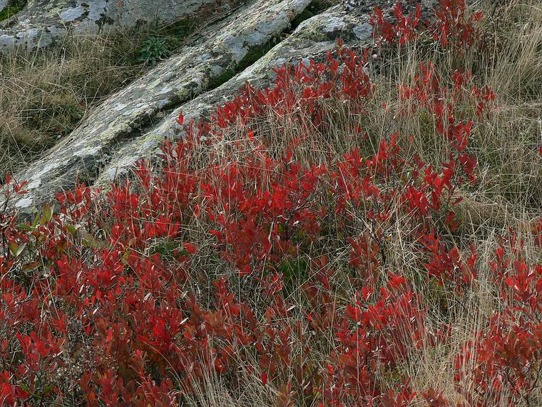 October 28, 2005 - Acadia National Park, Mount Desert Island, Maine.<br />Atop Cadillac Mountain.